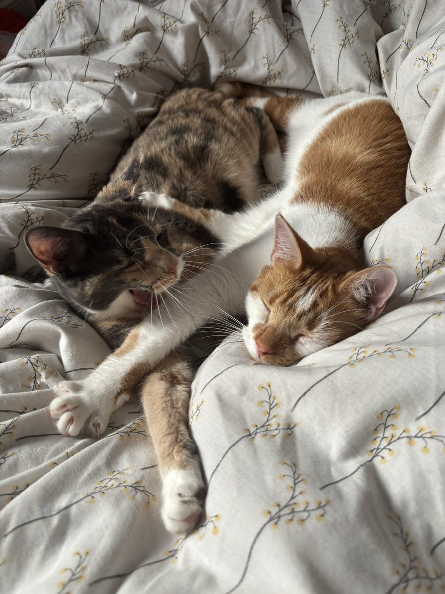 alice 🦭 tweet media