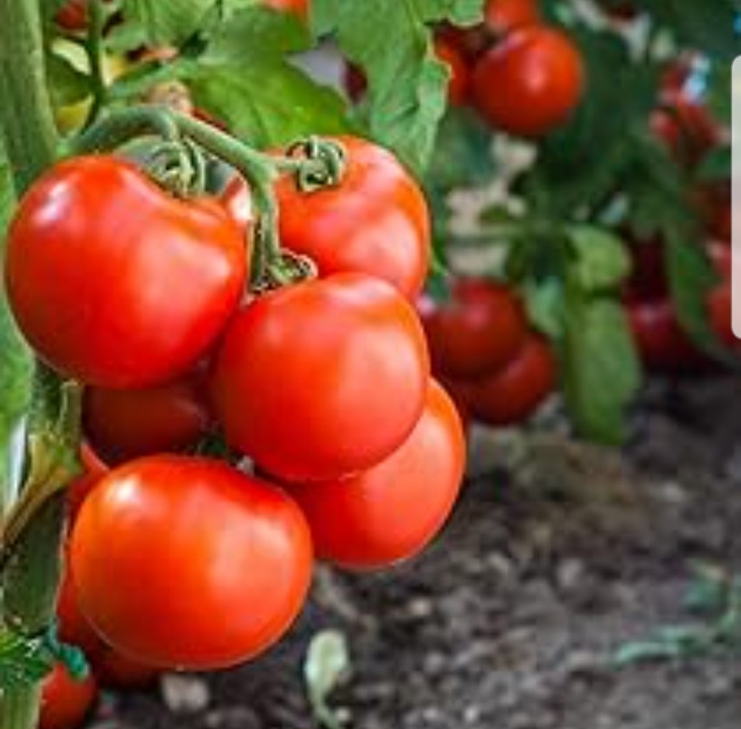 Have you ever picked a tomato from the garden wiped the dirt off and ate it?