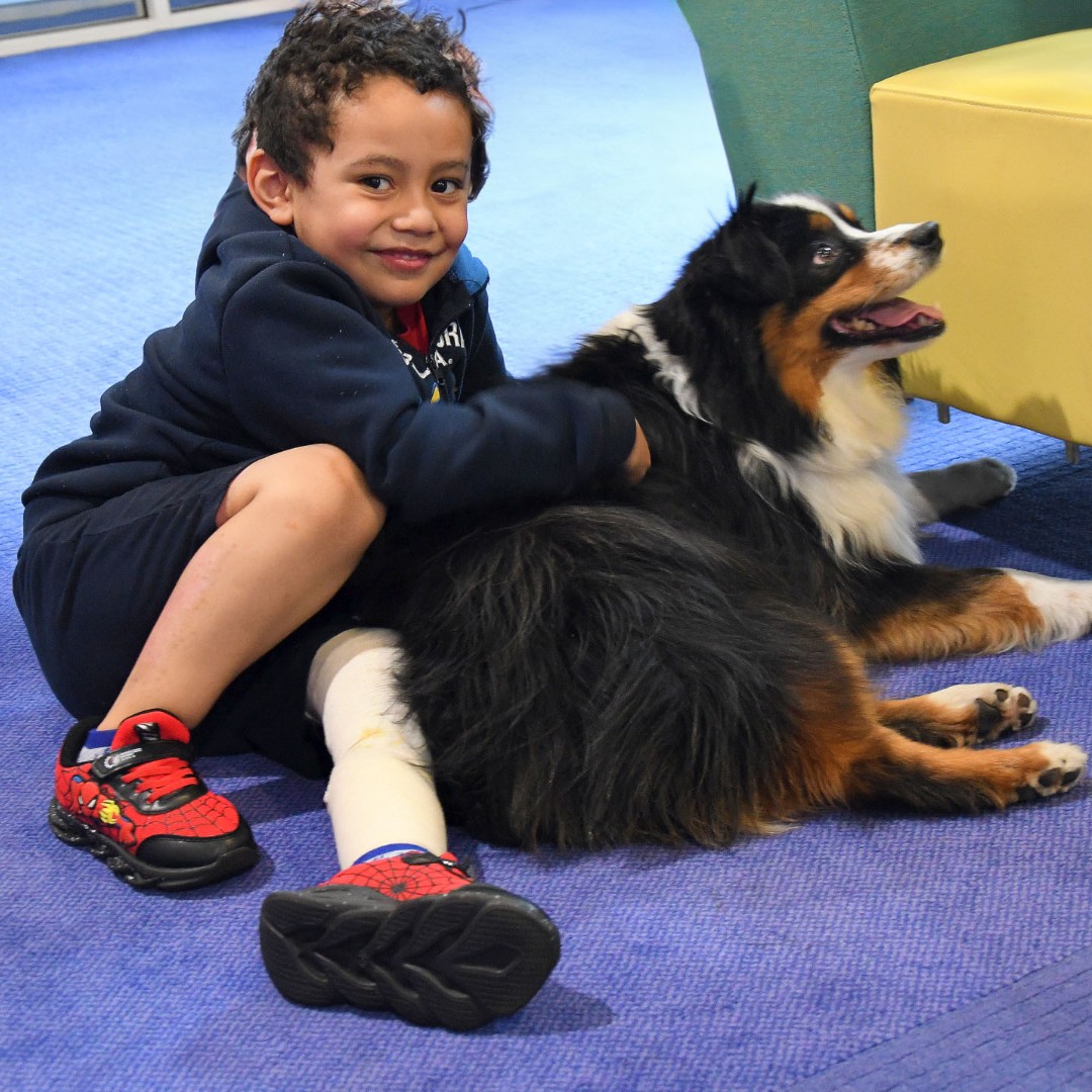 ShrinersBoston's tweet image. Milo’s Back! 🐕‍🦺 One of our favorite therapy dogs brought smiles to so many patients at Shriners Children’s Boston during a recent visit. There’s nothing like a little puppy love to brighten the day. 😊

#ShrinersChildrens #PetTherapy