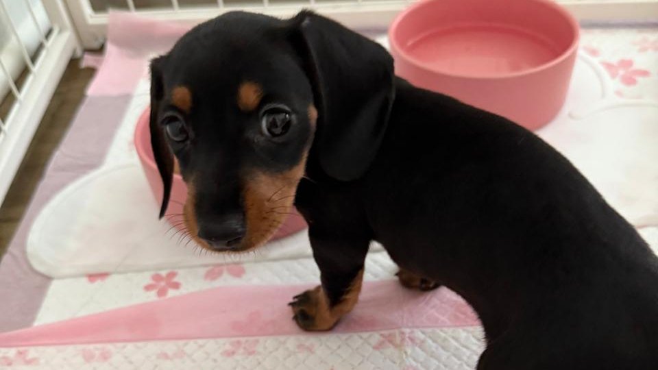 MAIS UM REFORÇO PRO MIBR VALORANT!

A Sakura é a mais nova integrante da família do MIBR VALORANT em L.A 🐶

QUERO TODO MUNDO DANDO OI PRA ELA HEIN 👇