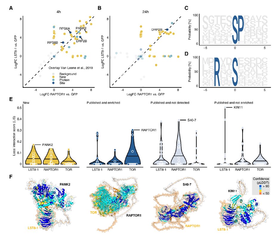 Takehiro A. Ozawa-Uyeda (@tk_ozawa) on Twitter photo Great work by Zheng et al. (2025) on how employing pupylation-based proximity labeling (PUP-IT) unravels a comprehensive #interactome of #Arabidopsis TOR complex.
Newly identified #PlantTOR interactors, such as PANK2, were also supported by #AlphaFold2. 🔗advanced.onlinelibrary.wiley.com/doi/10.1002/ad… Great work by Zheng et al. (2025) on how employing pupylation-based proximity labeling (PUP-IT) unravels a comprehensive #interactome of #Arabidopsis TOR complex.
Newly identified #PlantTOR interactors, such as PANK2, were also supported by #AlphaFold2. 🔗advanced.onlinelibrary.wiley.com/doi/10.1002/ad…