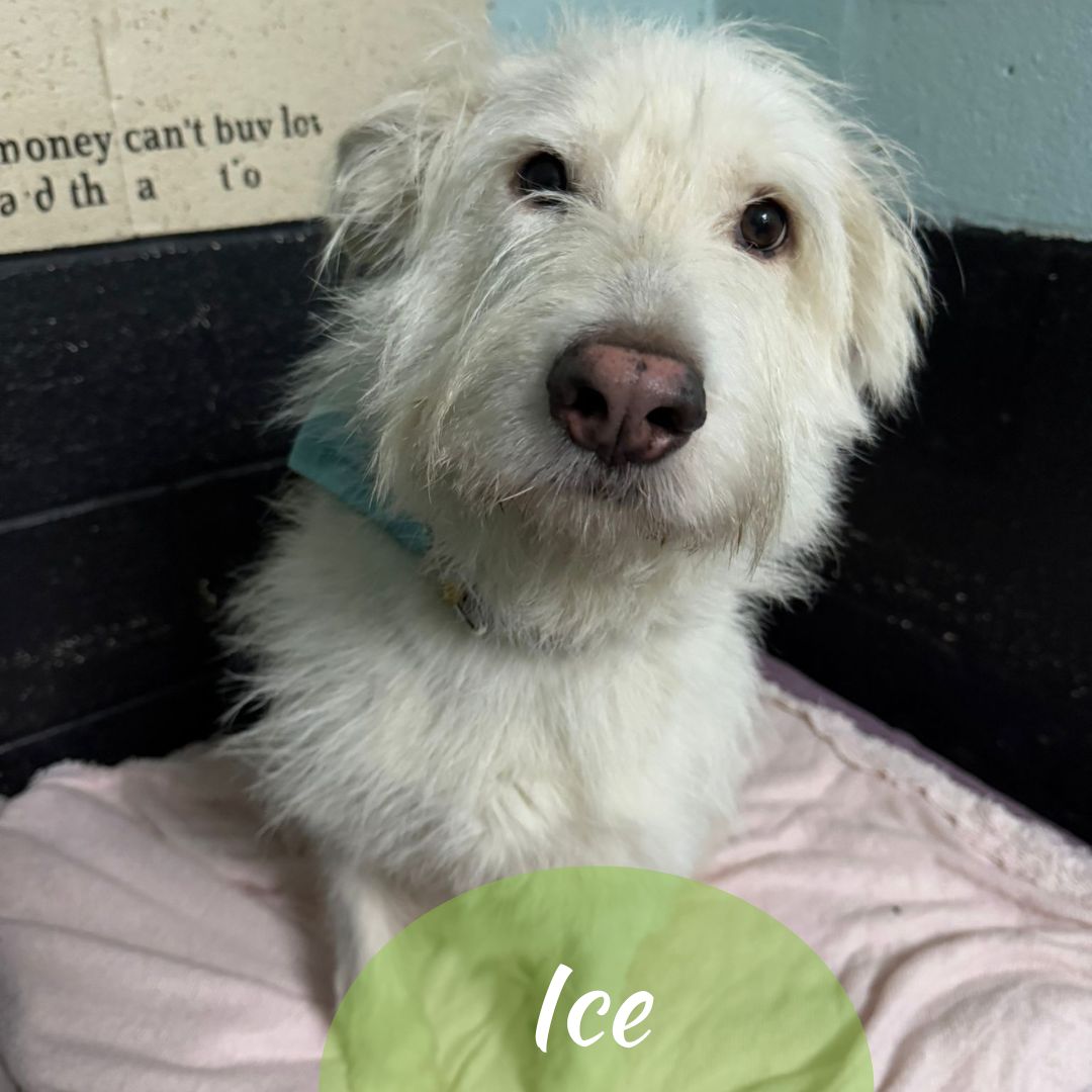 OakwoodRescue's tweet photo. For #k9hour we have Ice looking his best in the hope to find his forever home💚
https://t.co/jb1otP7MRy
#teamzay #AdoptDontShop #RescueDog #dogsoftwittter  #adoptdontshop #rescue #dogsoftwitter #rehomehour https://t.co/TuG2WLmxNt