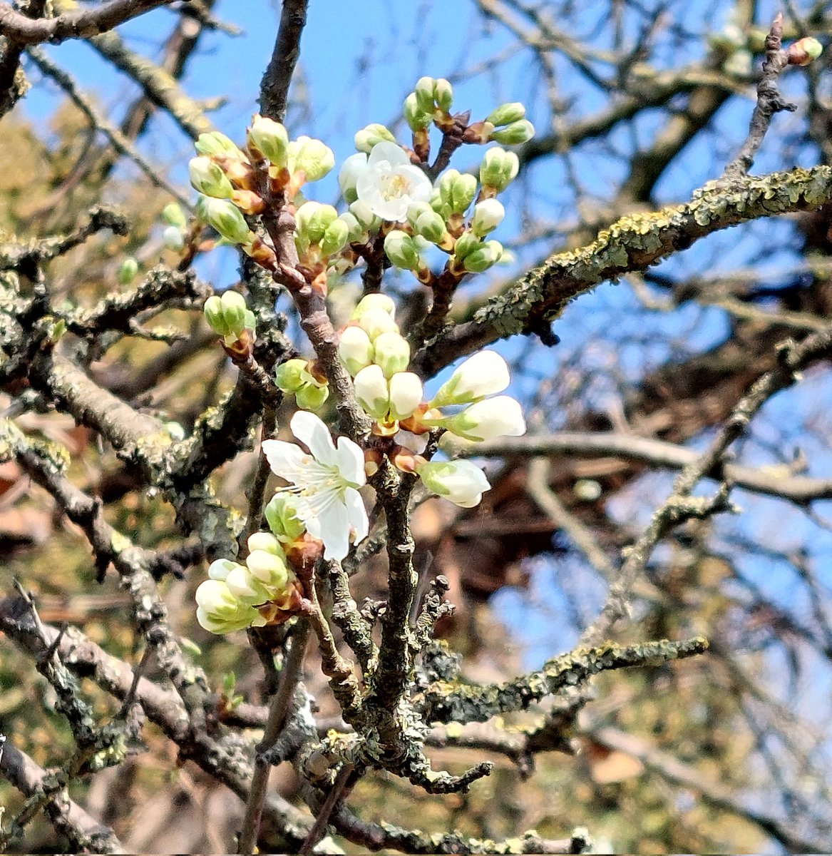 From bud to bloom..
#Spring is bustin' out all over.
#Damson tree at #Nuneaton #Library
634.24
IYKYK