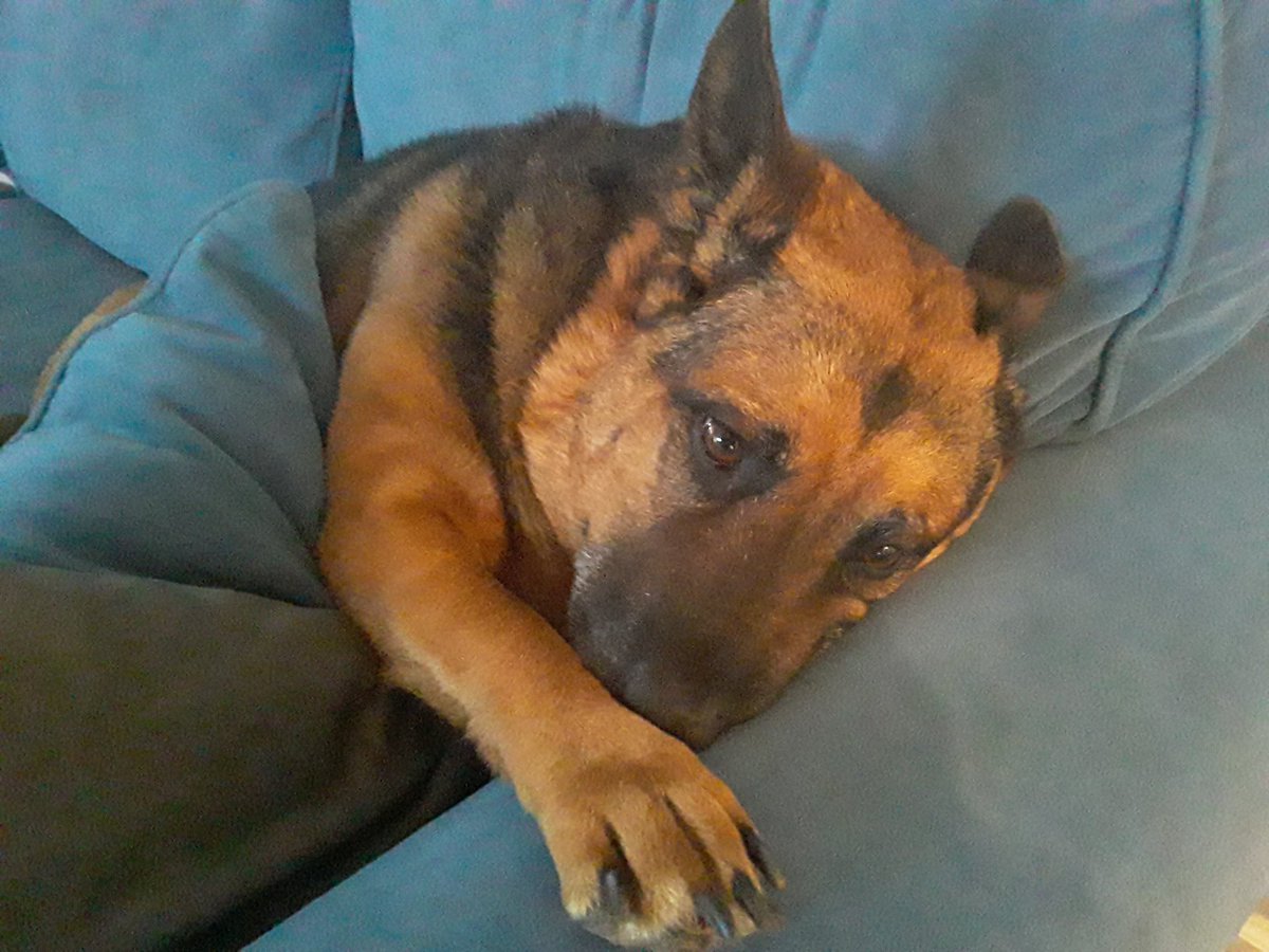 My sweet dear friend Duke, who some of you might know as "The Dog that got the Bacon" has died. 

Despite his occasional recklessness around lunch time, he was the best boy.