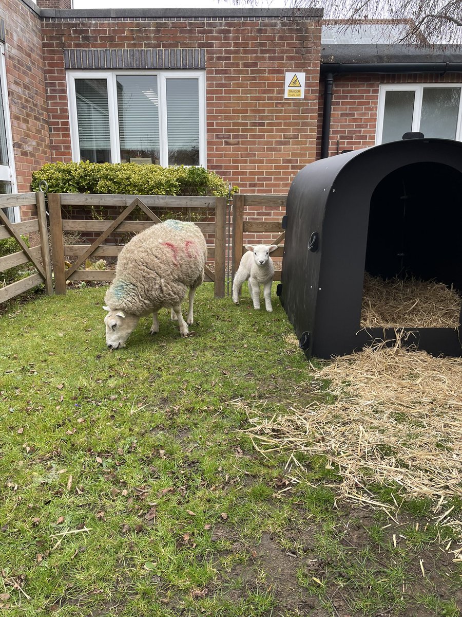 We have sheep! We can’t wait to learn all about these beautiful animals. @suffolkshow @woodstock_livestock