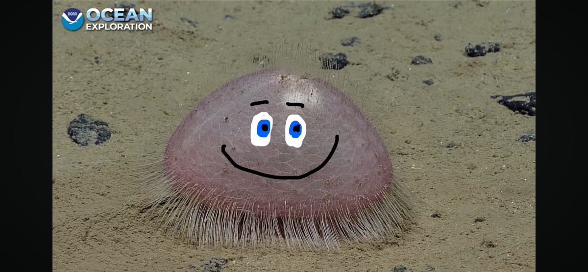 This urchin that was seen yesterday at 4200m at the start of an #Okeanos shakedown deep dive could be a new character in the scrubbing bubbles lineup. <a href="/oceanexplorer/">NOAA Ocean Exploration</a>
