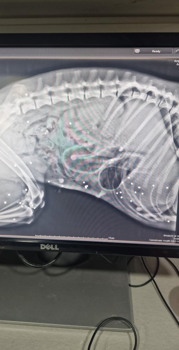 #cyprus #hunting #cyprusdogs #cruelty #rescuedogs #dogsofX