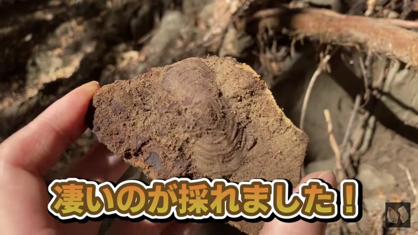 化石乙史 Japan fossil hunters ⚒ (@kasekiotushi) / X 化石乙史 Japan fossil hunters ⚒ (@kasekiotushi) / X