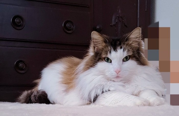 人気商品の 作家だいたい猫飼ってる - Search / X ネコ一般