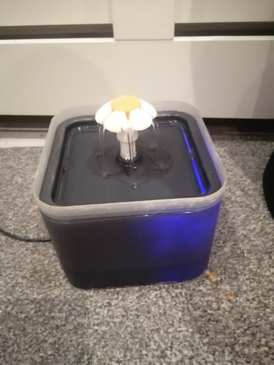 GoftNorth's tweet image. Bloody cats ,😤