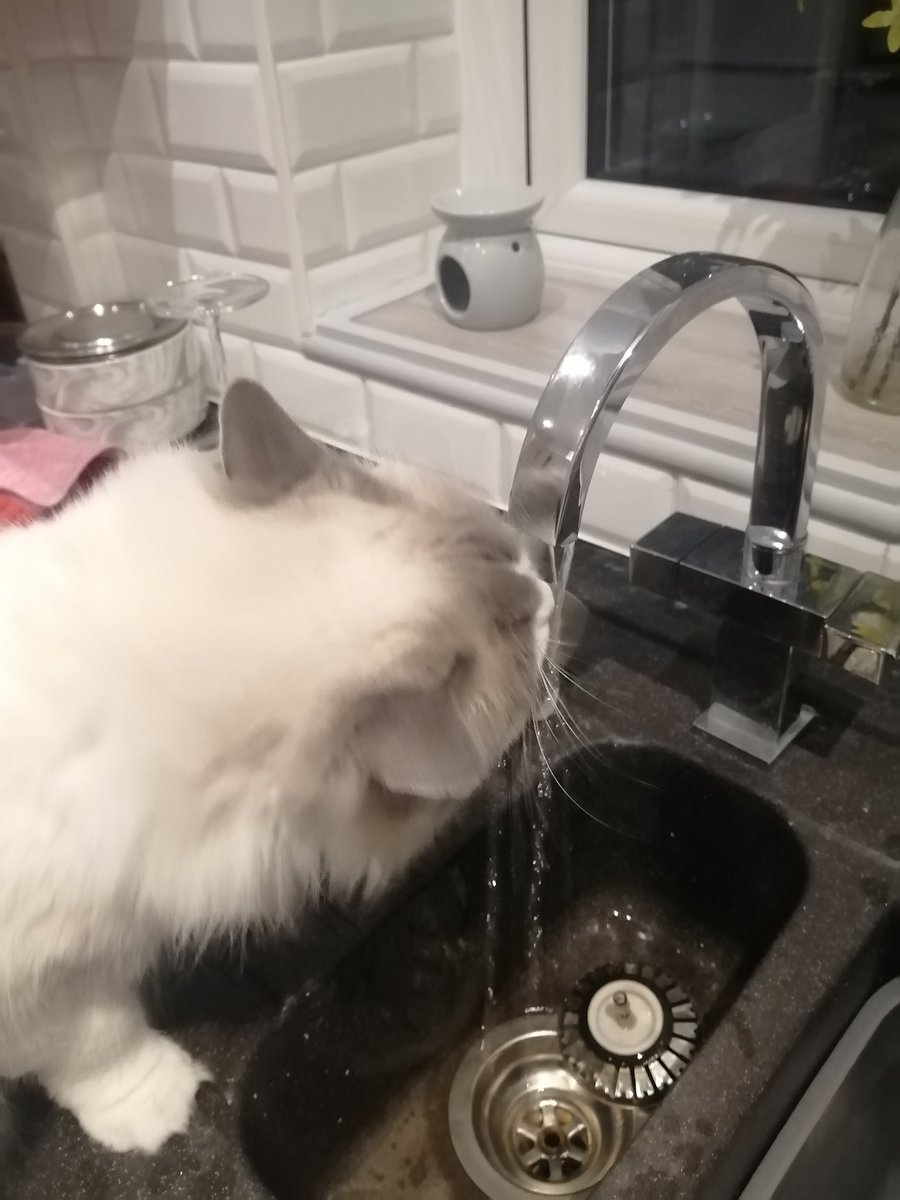 GoftNorth's tweet image. Bloody cats ,😤