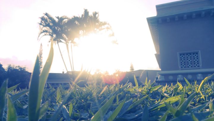 LahiruOne77's tweet photo. Art of the Day: "Evening Sunlight above the grass". Buy at: https://t.co/Rl2Bl3mOZn https://t.co/f8tNOVum7R