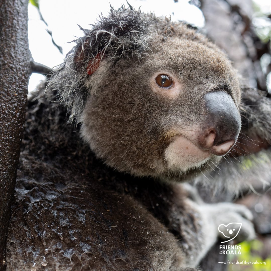 Friends_Koala's tweet image. It's #WorldWaterDay - do you know that koalas get a lot of their water needs from #eucalyptus leaves but depending on the weather, they may need supplementary water?! ow.ly/ylE450VnNWu