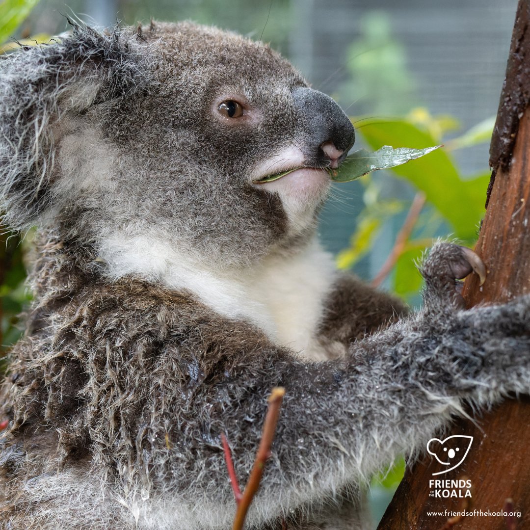 Friends_Koala's tweet image. It's #WorldWaterDay - do you know that koalas get a lot of their water needs from #eucalyptus leaves but depending on the weather, they may need supplementary water?! ow.ly/ylE450VnNWu