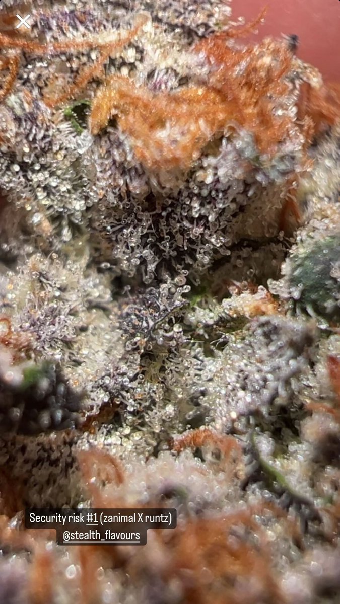 IsItFireOrNot's tweet photo. Security risk #1 (zanimal X runtz) 
Stealth flavours pheno hunt
Beautiful trichome shot 🔥🏆 https://t.co/TdiJF421Z6