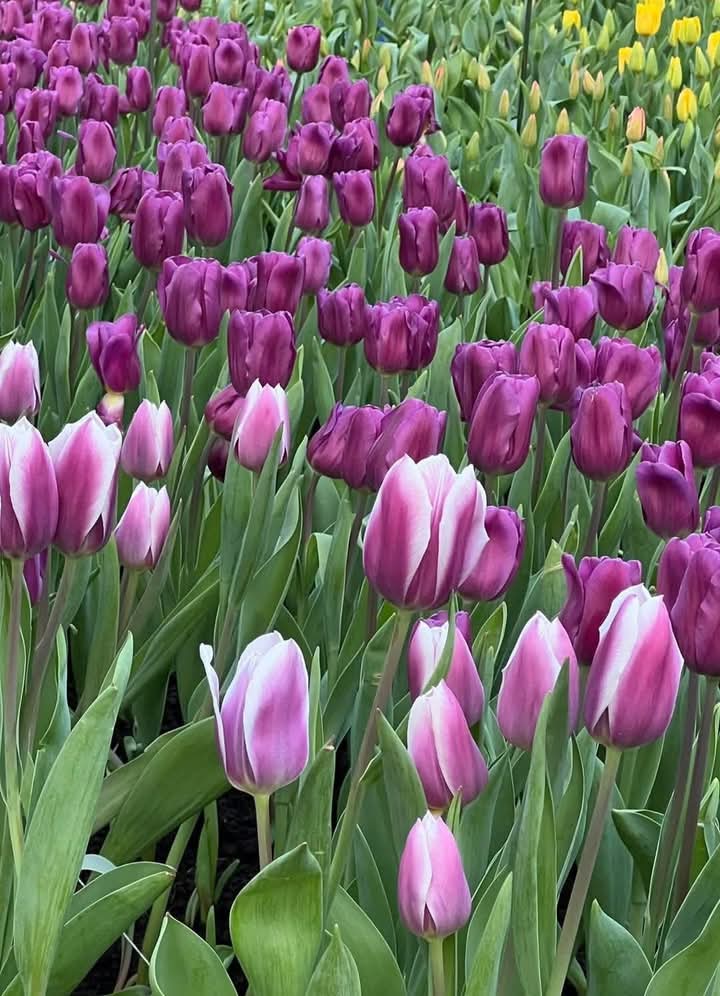 😎📷✌️
🌷🌿🌷🌿🌷