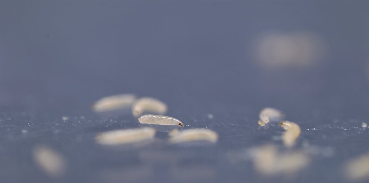 The first paper from the lab is out on biorxiv - enjoy reading! Social context and interactions influence our behavioral decisions - the same is true for the little fly larva: 
Multimodal social context modulates behavior in larval Drosophila
doi.org/10.1101/2025.0…