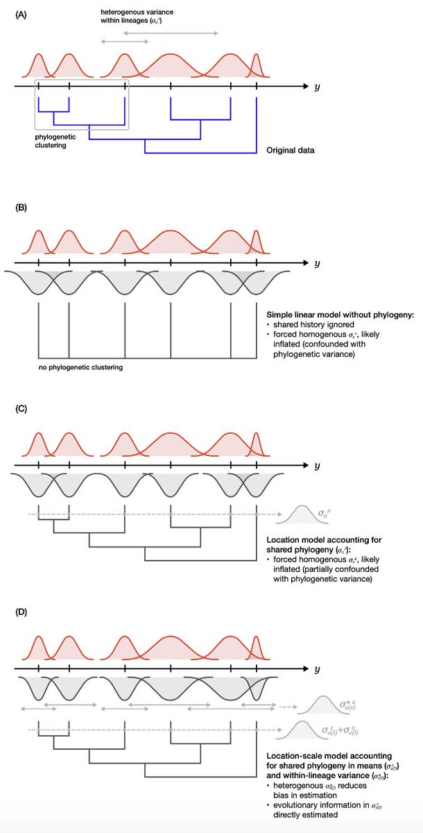 Quantifying macro-evolutionary patterns of trait mean and variance with  phylogenetic location-scale models. DOI:  doi.org/10.32942/X2XS7K