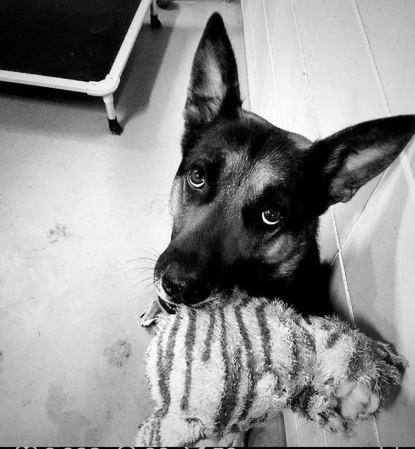 lucylewis19313's tweet image. Loyalty comes in many forms,mine just happens to have four legs and a big heart. 🐕‍🦺❤️ #K9Handler #FierceAndFaithful