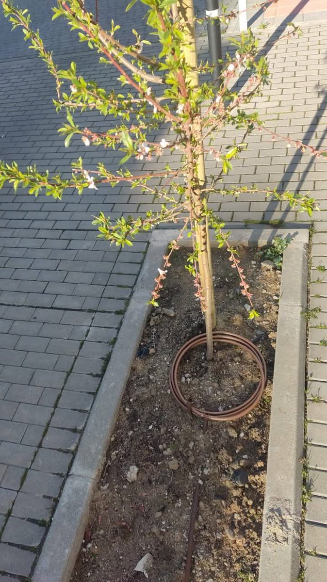 📢Otra reivindicación que ha dado su fruto! Es el "Plan de Zonas Verdes Los Molinos". El <a href="/aytogetafe/">Ayuntamiento Getafe</a> de <a href="/sara_heba/">Sara Hernández</a> anuncia su implantación y plantea una inversión de 1,1 millones de €.
Estaremos pendientes de que se cumpla y que nos detallen las actuaciones llevadas a cabo.