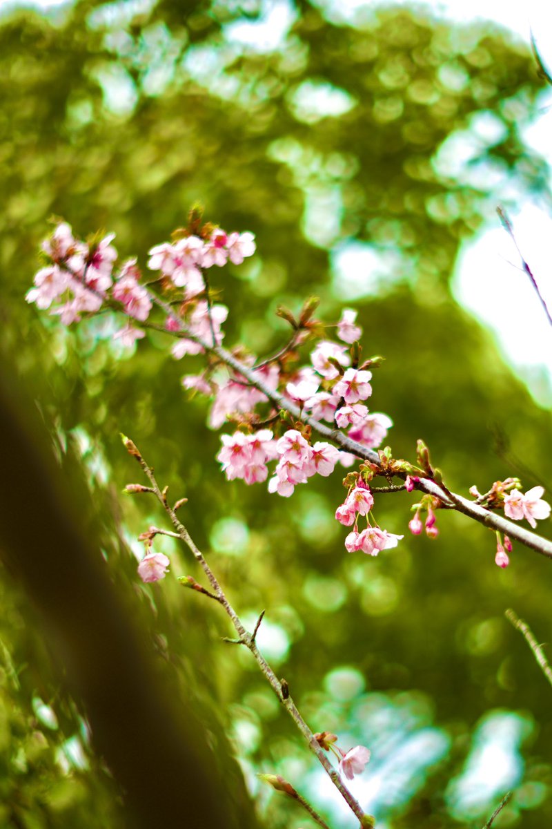 #noctilux1st
#国営明石海峡公園
Akashi Kaikyo National Government Park
