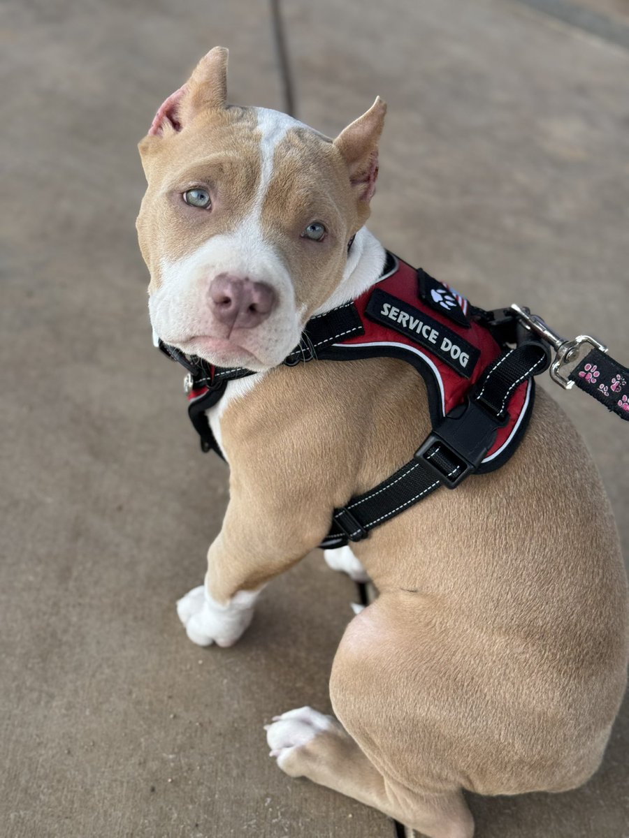 TITAN ❌ CANELA BEAUTIFUL BABY GIRL 🤍 #bosscobullies 
☀️ Located in California 
🗝 #consistencyiskey 
⬆️ #allthewayup 
King Titan 👑 #topdogbullies
Gracie Mae 🍑 #pitbullempire 
💻 Bosscobullies.com 
📲 (925)565-4317 XL champagne 🍾 Lilac Tri 💜
temperament 🤍structure 💪🏼