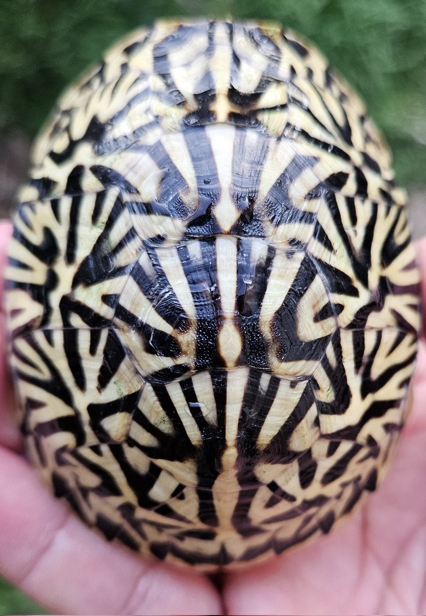 rhyme_world2's tweet photo. 2024CB 　その後

細いラインになってきました

#フロリダハコガメ
#Terrapenecarolinabauri
#FrolidaBoxTurtle https://t.co/pcvqR73rrg