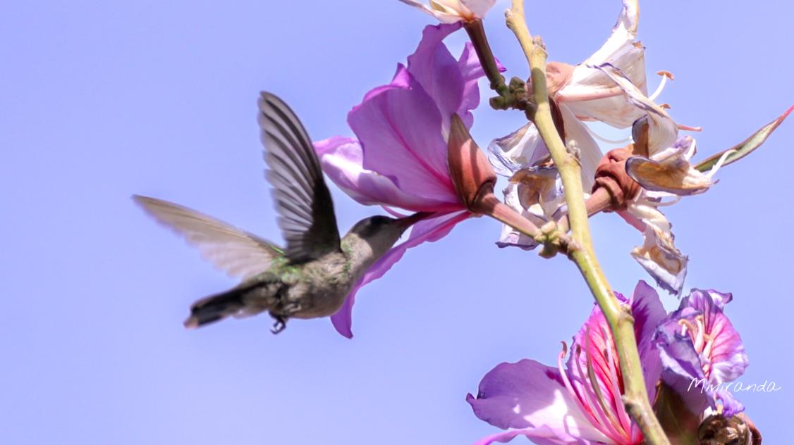 2Mmiranda's tweet photo. "Una mirada a un pequeño universo"
.
.
.
#floreschallenge #LlegadaDeLaPrimavera #México #photographychallenge #fotógrafa #fotografia #bellezanatural #artist #colibri #colibries https://t.co/LBsAxOlNa6