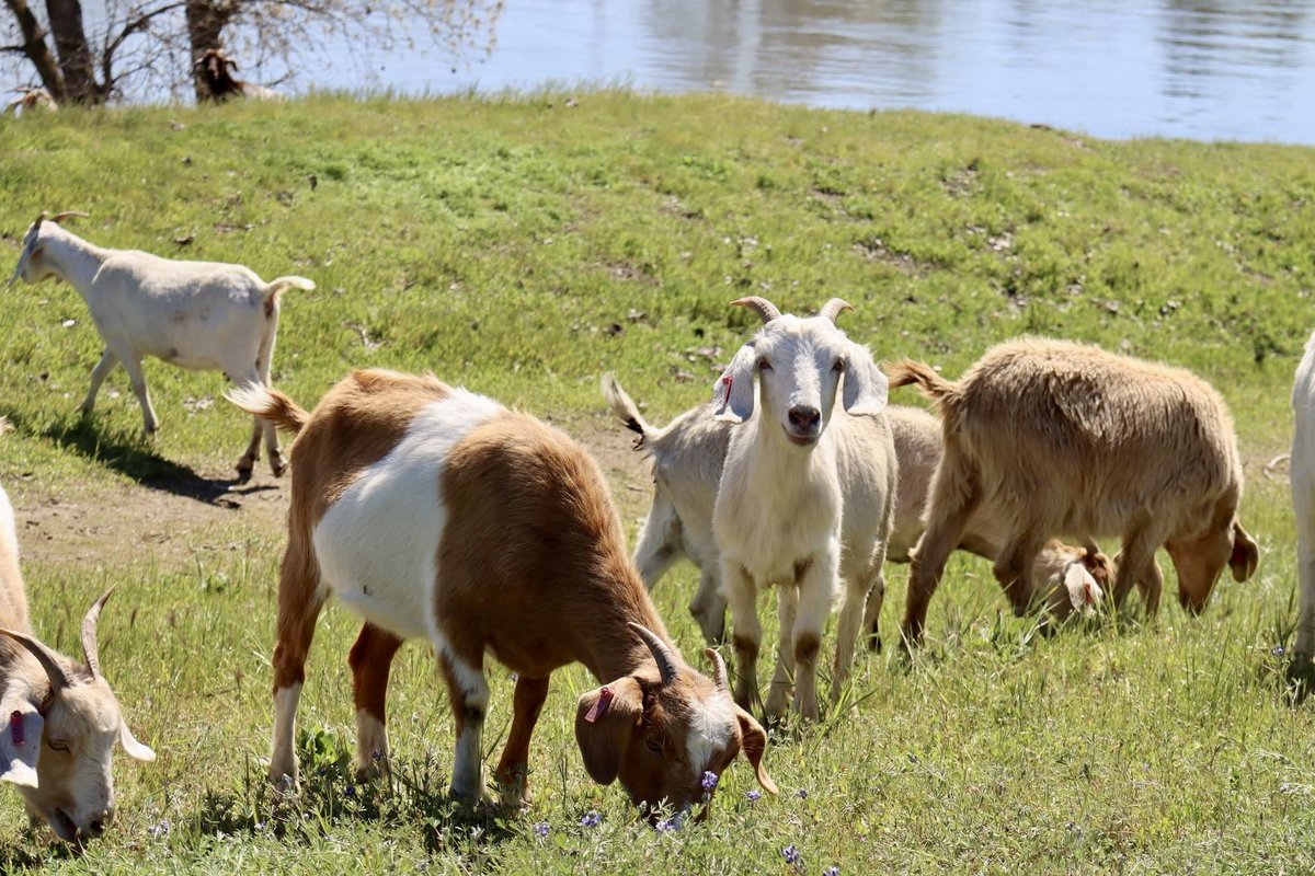 cityofwestsac's tweet photo. ๐ They're baaaack! The #WestSacGoats have returned and are currently munching away in The #BridgeDistrict!
๐ฟ Want to know where they're headed next? Use our #GoatTracker to follow their progress: https://t.co/IjCmquuY4B.
Happy goat spotting! ๐#WestSacramento https://t.co/fTRQN8eRMv