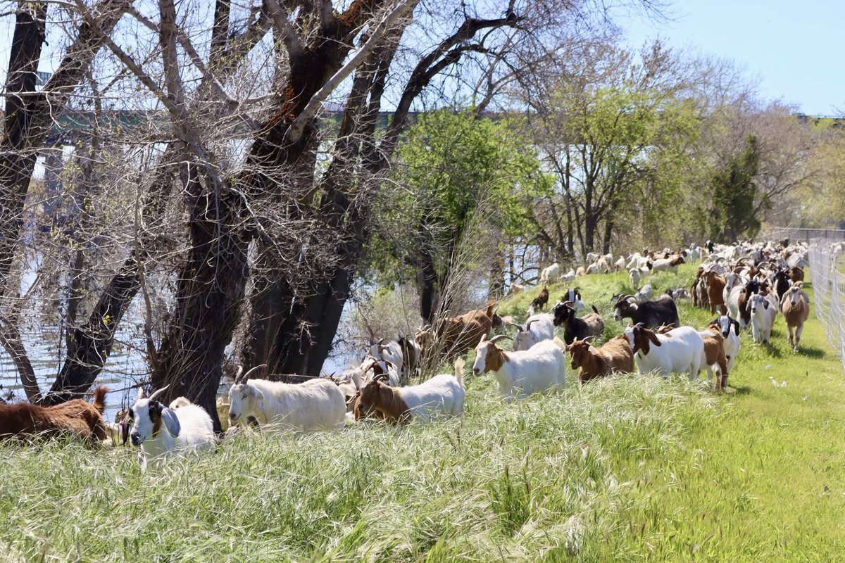 cityofwestsac's tweet photo. ๐ They're baaaack! The #WestSacGoats have returned and are currently munching away in The #BridgeDistrict!
๐ฟ Want to know where they're headed next? Use our #GoatTracker to follow their progress: https://t.co/IjCmquuY4B.
Happy goat spotting! ๐#WestSacramento https://t.co/fTRQN8eRMv