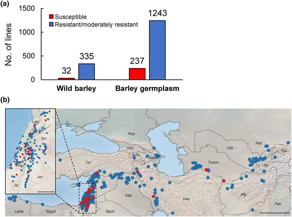A barley MLA immune receptor is activated by a fungal nonribosomal peptide effector for disease susceptibility - Leng - 2025 - New Phytologist - Wiley Online Library nph.onlinelibrary.wiley.com/doi/10.1111/np…