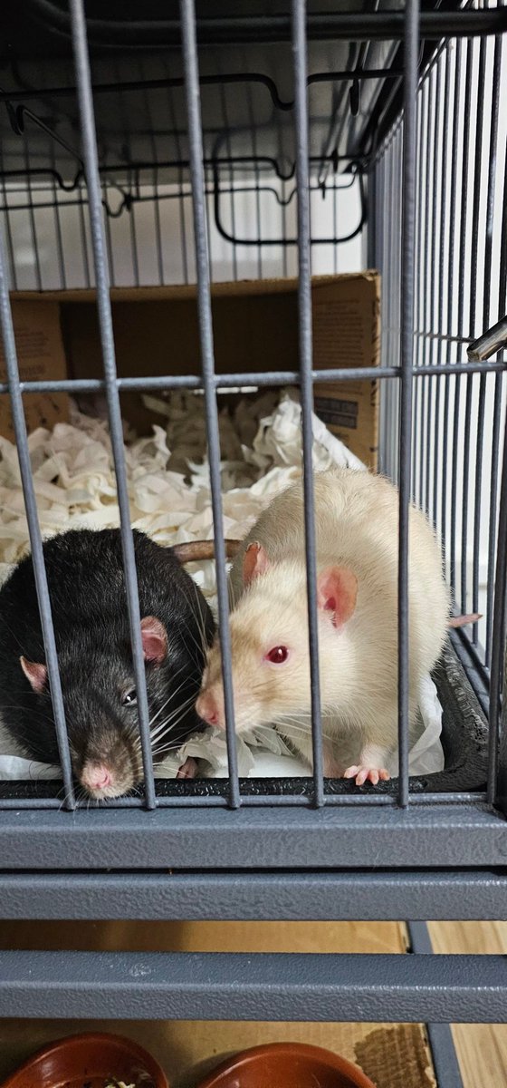 nycbunnymadison's tweet photo. Flint and Charlie. https://t.co/YRBEMcLVax