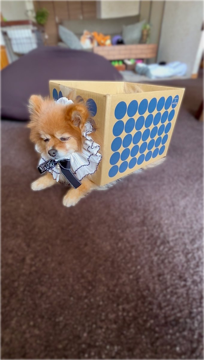 うちのダンボール娘。📦🐶
遊び疲れたのかダンボールに入ったまんま
ウトウトしてる…😴

どんだけ気に入ってるん⁉️😳
もう、亀やんっっ！🐢🐢

 #本日のダンボール犬
 #ポメラニアン
 #ニコリ