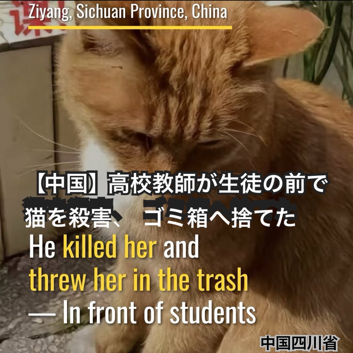 【中国四川省紫陽市】高校教師が生徒の前で猫を殺してゴミ箱に捨てる

中国高校教師が学生の前で妊娠中の猫を殺害したことについて、学校側はそれを隠そうとした

学生はトラウマを抱えており、ネットユーザーは法的措置を求めている

全文を読むにはこちらから
↓
youtube.com/post/Ugkx3Xfty… <a href="/YouTube/">YouTube</a>