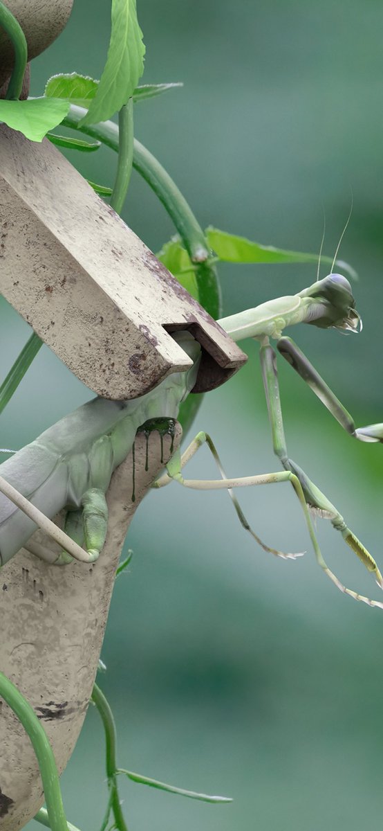 u1opics's tweet photo. Hoist Hook with Mantis https://t.co/8A248HmINL