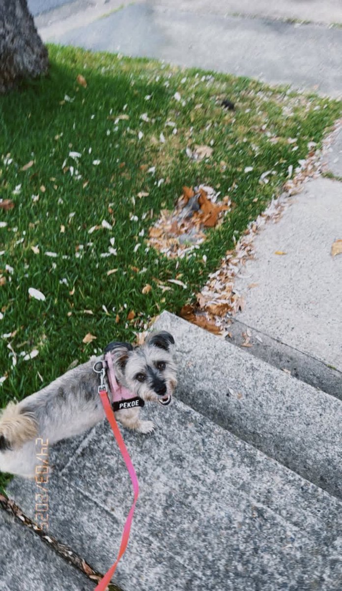 aashleylorena's tweet image. 