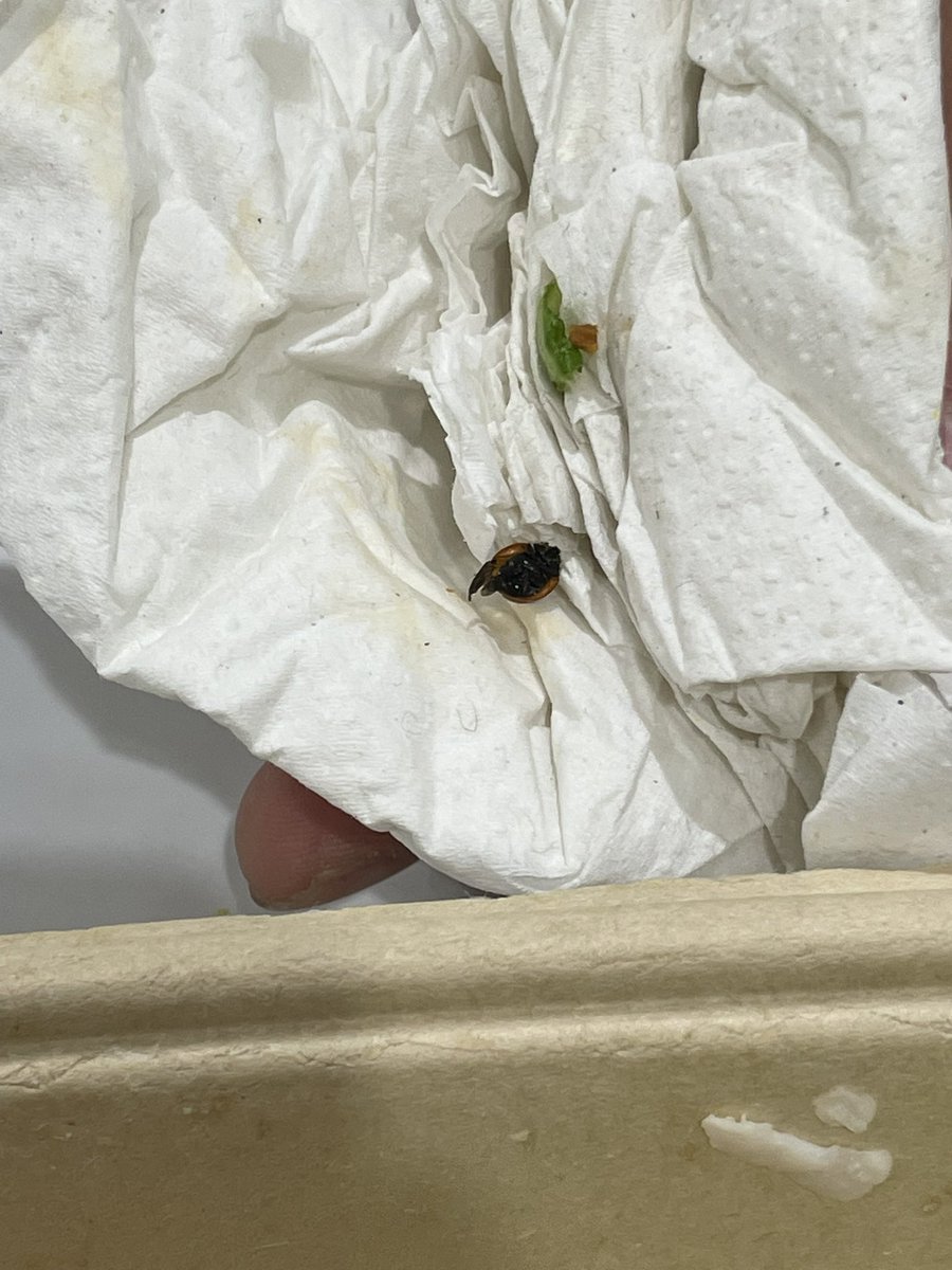 nixepyuu's tweet photo. my first and probably last salad from @Costco . a whole bug in the corner of my salad 🥲 https://t.co/4E3Wz18Ilb