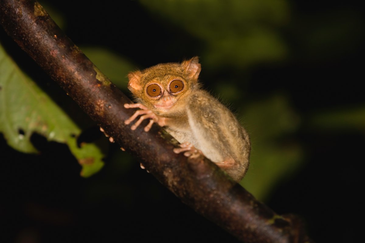 Discovery's tweet image. Stare-off champion 👁️

Native to Indonesia, these nocturnal primates are descendants of tarsiers that have existed for forty million years! 

📸: Jami Tarris 

#dianstarsier #dianatarsier #primate #nocturnal