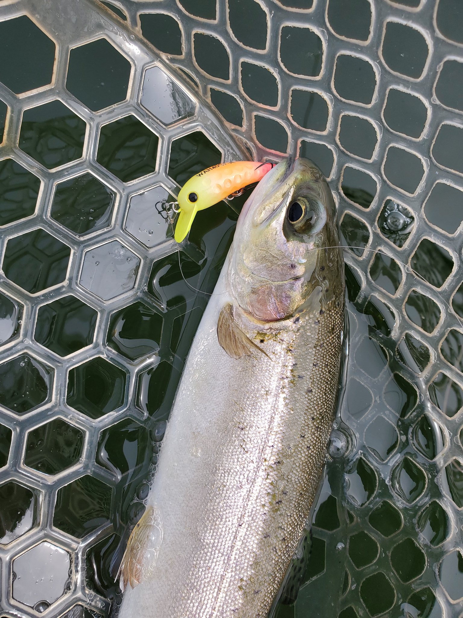 334in.com】marine fish.CjGZW – търсене / X