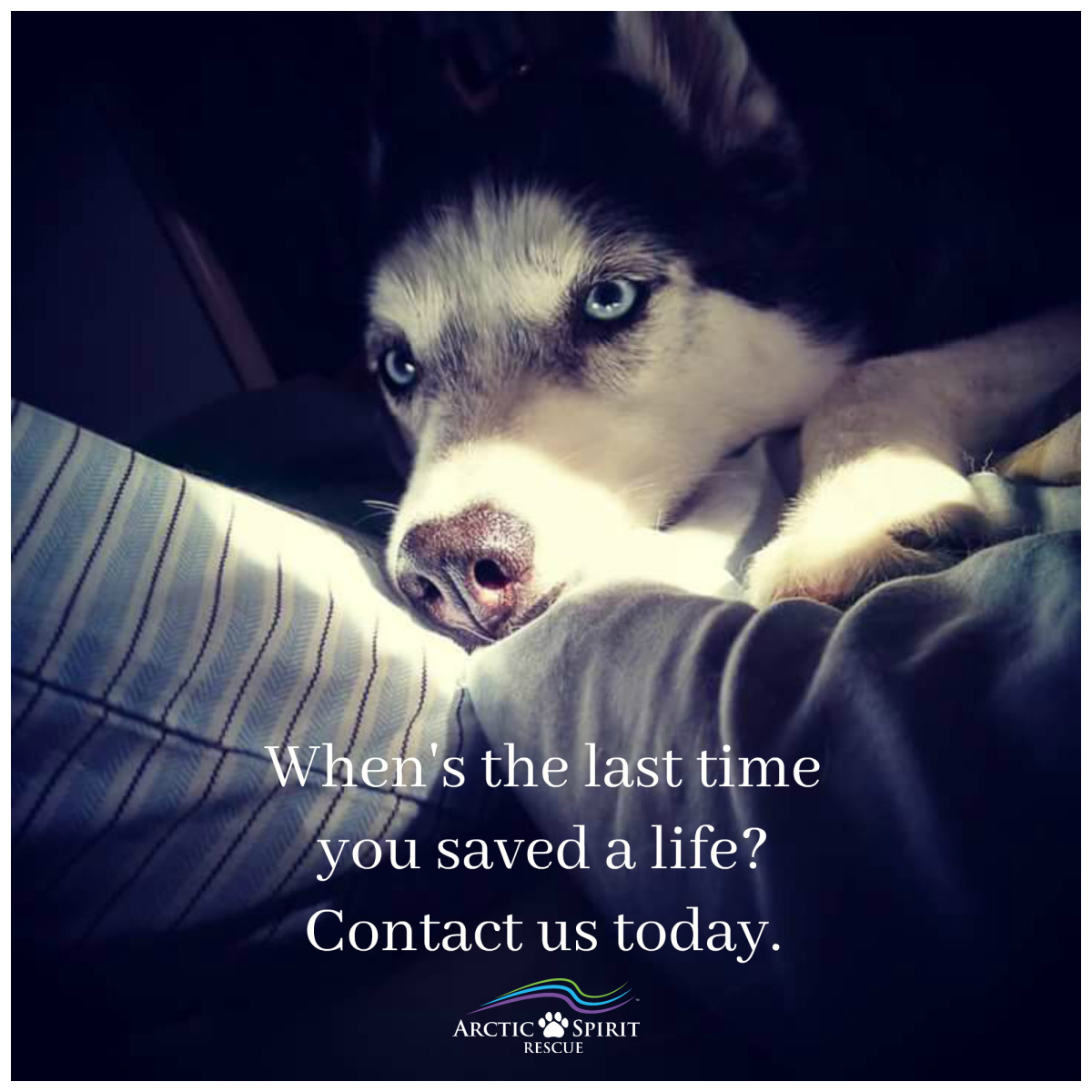 The list of local dogs needing our help is long. Visit our FOSTER page to see how easy it is to help. #foster #FostersSaveLives arcticspiritrescue.org/how-to-help/fo…