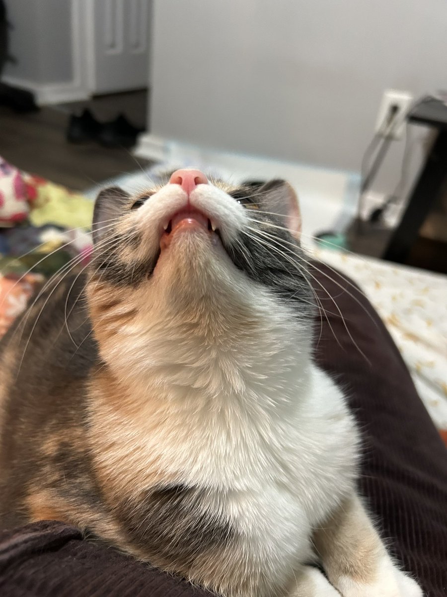 She is a big fan of my ceiling fan