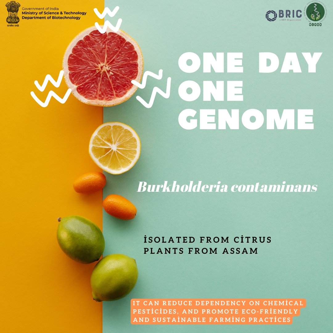 The endophytic Burkholderia contaminans (strain CH2) was isolated from citrus plants from Assam. It exhibits strong antimicrobial activity against a wide range of bacterial and fungal phytopathogens. Its potential application for plant disease management could reduce dependency
