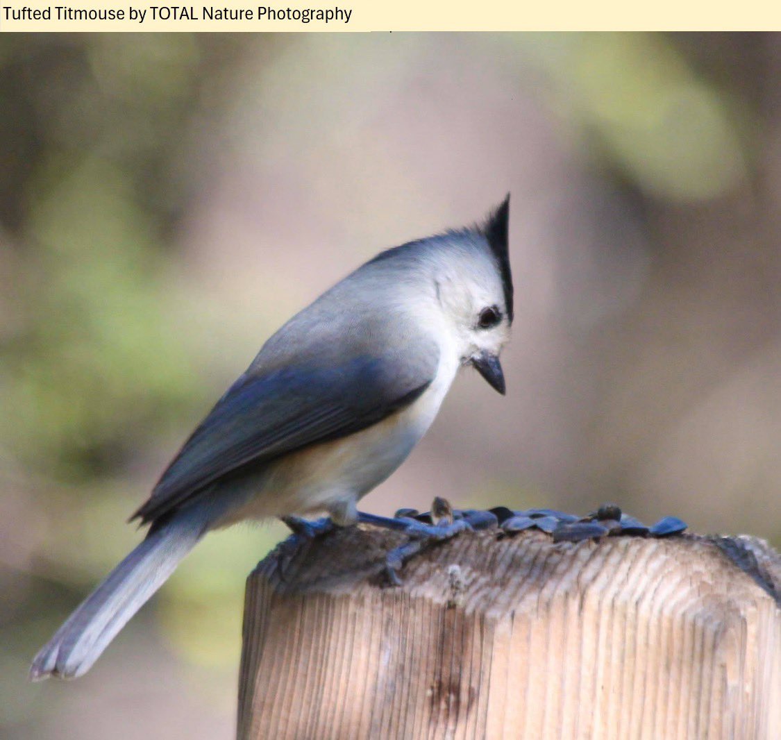 #birds #birdphotography #bird