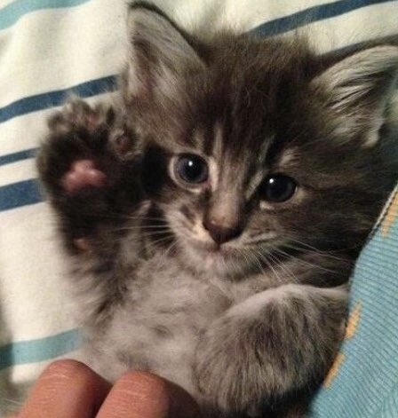 본인 손바닥 젤리 구경시켜주는 도냥이