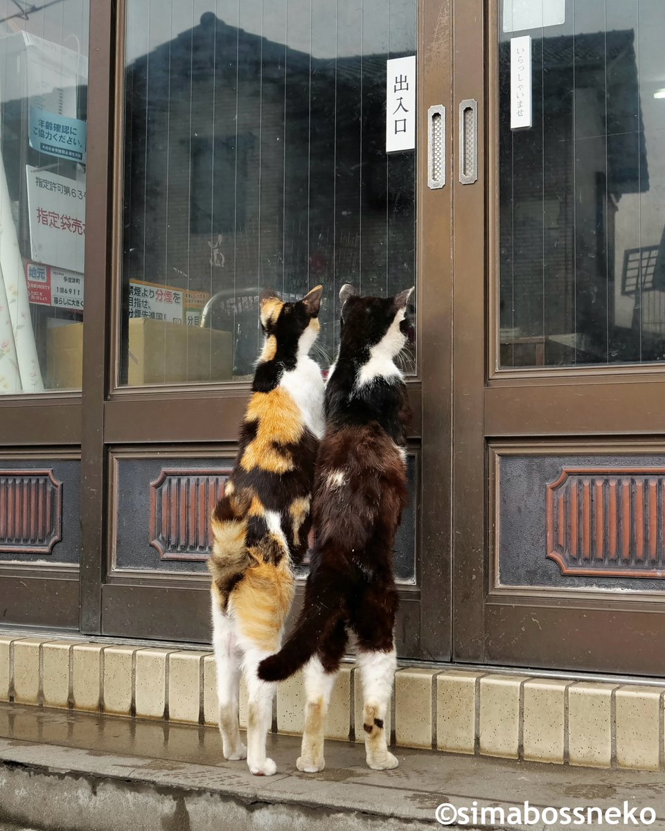 こんにちは✨
Hello🐾🐾

#こんにちは #猫 #cat