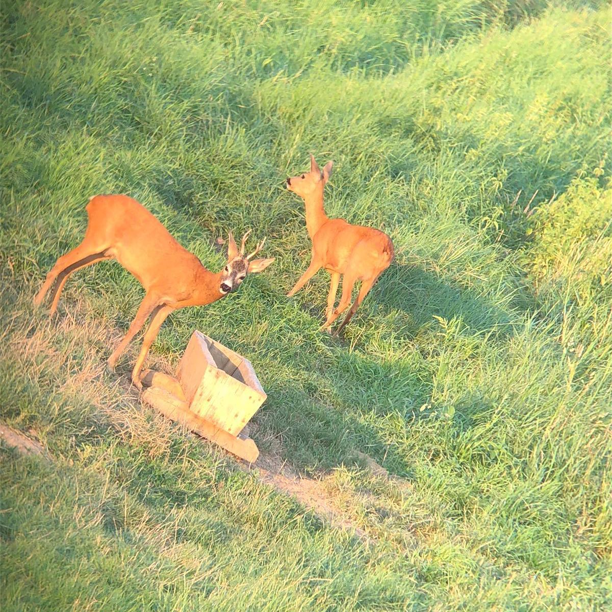 WilderMarkWild's tweet image. Sat out with a hunting buddy today and gave the call a try. A young 6-pointer came in quick—looked no older than 3. Beautiful buck. Let him walk so he can keep tending to his does.
Wishing you all good views and straight shots.
 #HuntingEthics