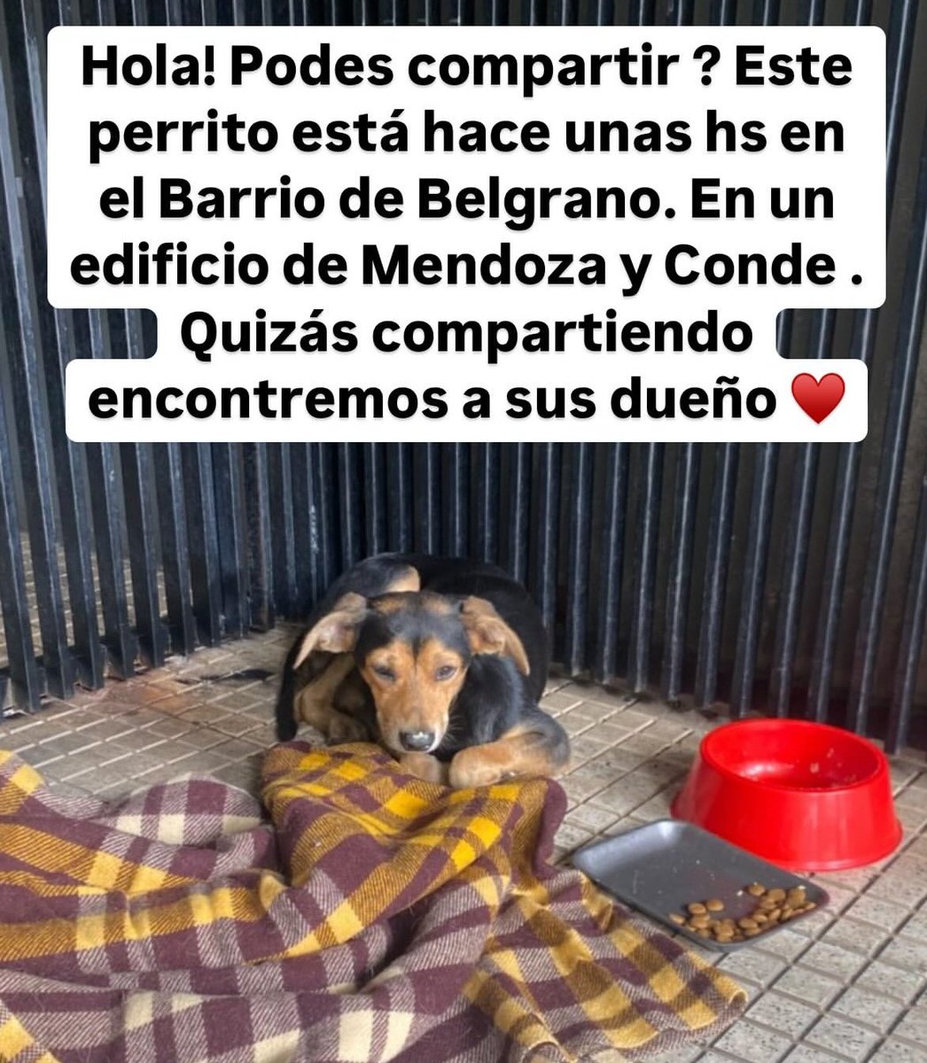¿AYUDAMOS AL AMIGO DE 4 PATAS?
Usemos Twitter para la magia de siempre, y que el peludito pueda volver a su casa o encontrar un nuevo hogar. RT! Gracias! BUGS 🐰