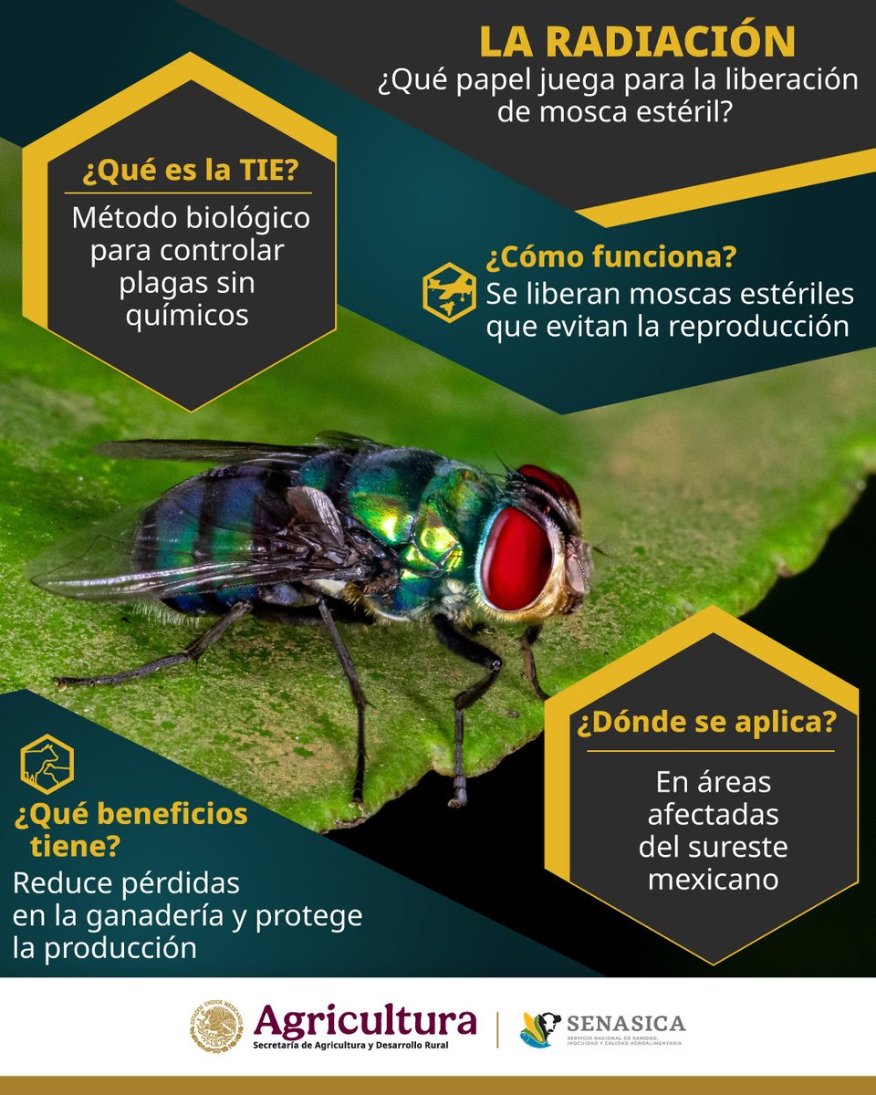 🚀📍Para combatir al GBG la dispersión de mosca estéril se realiza en zonasclave.🛰️Se utilizan sistemas de navegación avanzados para mayor precisión.🌍🔬Las moscas se acondicionan antes de su liberación en dos centros de dispersión ubicados en Chiapas.