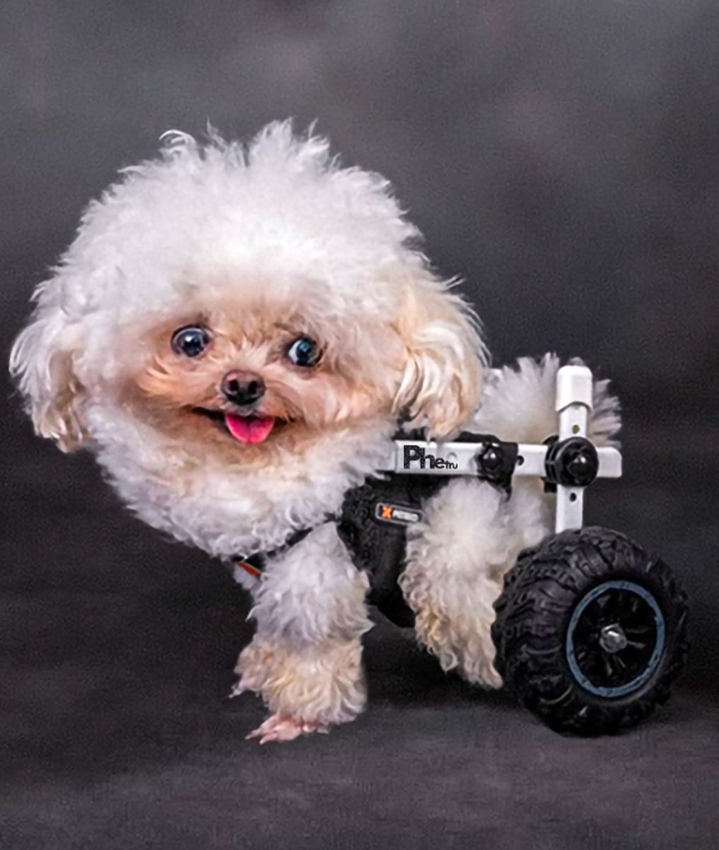 💖 (@twaniimals) on Twitter photo 