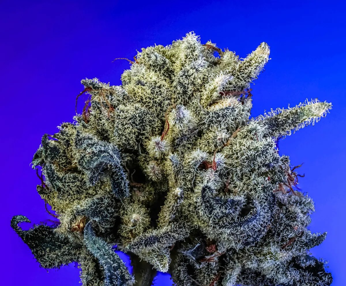 That Whoopi Goldberg S1

That Whoopi Goldberg is a powerhouse indica-dominant hybrid born from the fusion of Dat Badu and Grand Slam 🥶